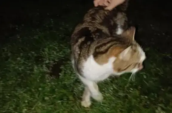 Chat trouvé Fille (ff493003) - photo