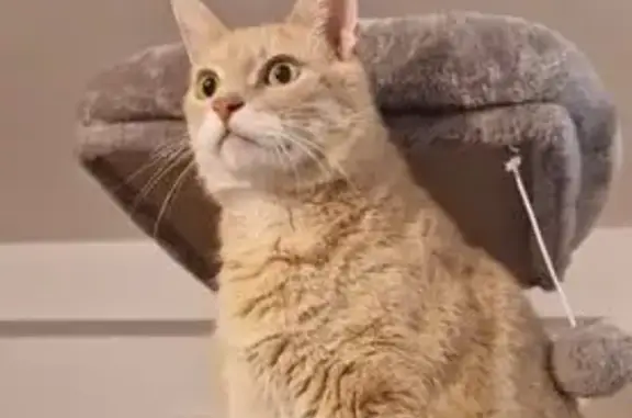 Animaux perdus Villeurbanne, photo: Chat disparu Garçon, Villeurbanne (fl493007)