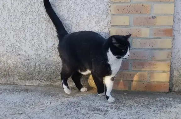 Chat trouvé Garçon, Rivesaltes (ff493008) - photo