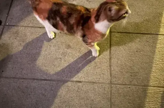Chat trouvé Fille, La Chapelle-Saint-Mesmin (ff493009) - photo
