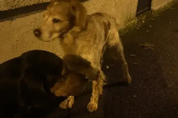 Chien trouvé Garçon (ff493010) - photo