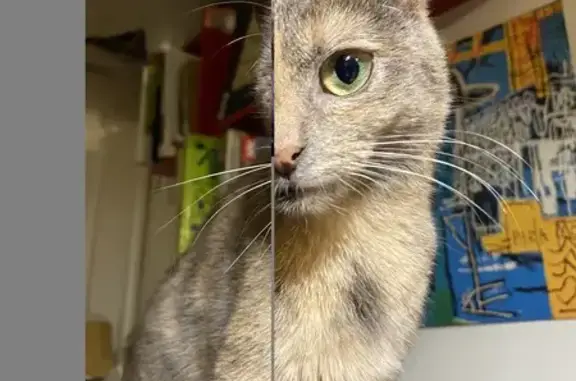 Chat perdu, Les Ulis, photo: Chat disparu Fille, Les Ulis (fl493013)