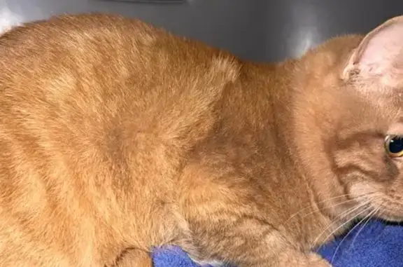 Chat trouvé Garçon, Bourgoin-Jallieu (ff493016) - photo