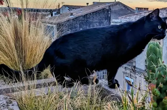 Animaux perdus Narbonne, photo: Chat disparu Garçon, Narbonne (fl493018)