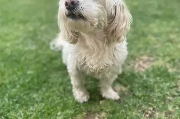Missing dog , photo: Lost dog