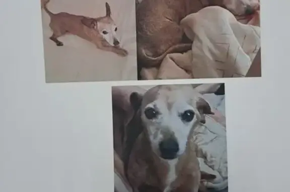 Missing dog, Bloemfontein