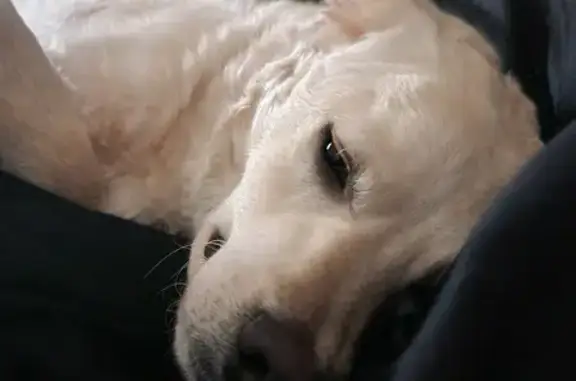 Lost dog