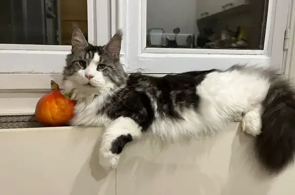 Chat perdu, Louveciennes, photo: Chat disparu Garçon, Louveciennes (fl493028)