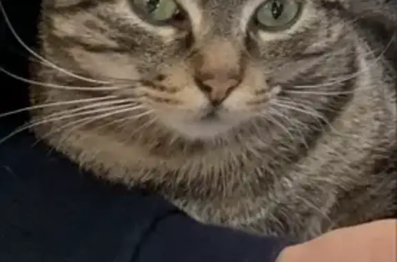 Chat perdu, Tournefeuille, photo: Chat disparu Garçon, Tournefeuille (fl493029)