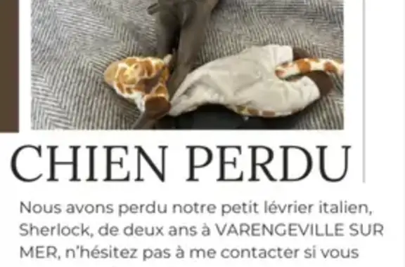 Chien perdu Varengeville-sur-Mer, photo : Chien disparu Garçon, Varengeville-sur-Mer (fl493033)