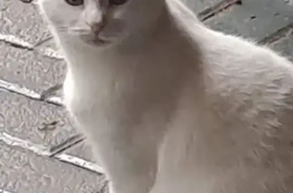 Lost White Cat in Roodepoort - Help Find Her!