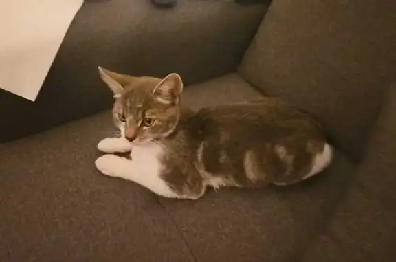 Animaux perdus , photo: Chaton gris-blanc perdu à Machecoul