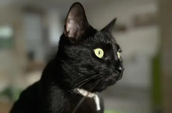 Animaux perdus Talence, photo: Avis de recherche: Chat noir
