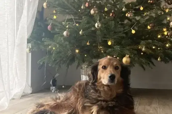 Chien perdu , photo : Chien perdu à Plougar, 29