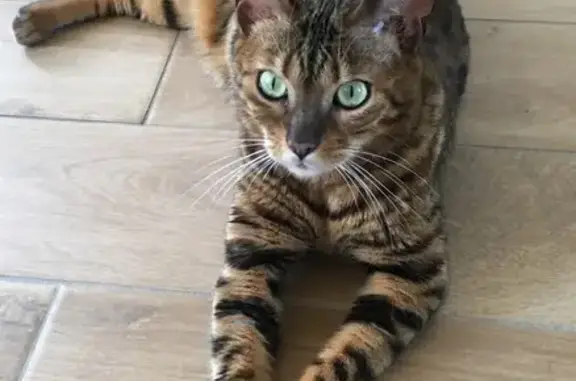 Animaux perdus Lachapelle-aux-Pots, photo: Chat Bengal Lemon perdu, 9 ans