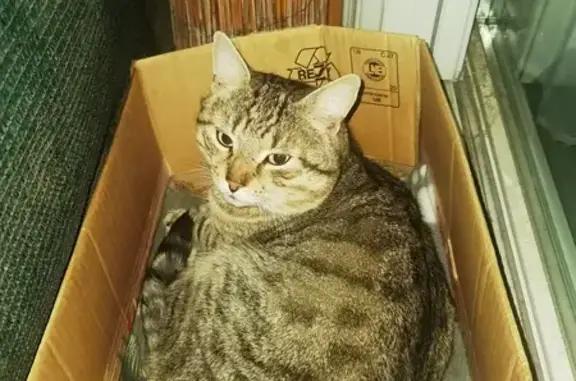 Chat tigré affectueux trouvé - photo