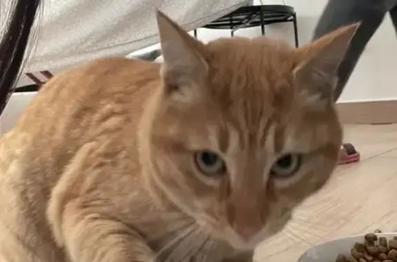Chat roux trouvé à Aix-en-Provence - photo
