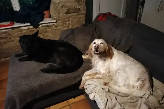 Chien Ivon retrouvé à Éréac - photo