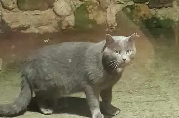Chat gris corpulent trouvé à Chabrillan - photo