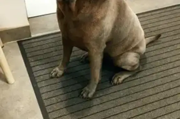 Chien perdu Hillion, photo : Sharpei gris perdu à Hillion
