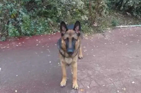 Chien perdu Bagneux, photo : Berger Allemand perdu à Bagneux