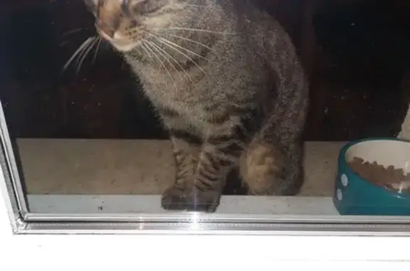 Chat tigré sociable trouvé à Biaches - photo