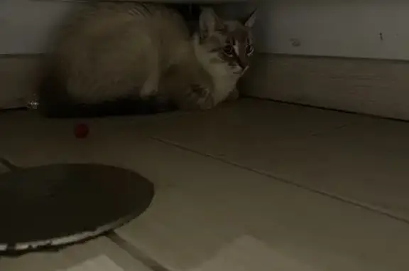 Chaton siamois trouvé à Sury - photo