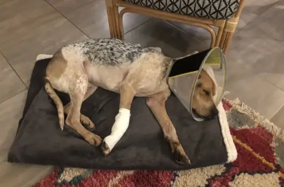 Chien trouvé Ensuès-la-Redonne, photo: Chien blessé trouvé près de l'école