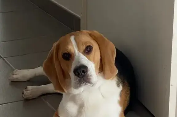 Animaux perdus Tarnos, photo: Alerte: Beagle bicolore perdu