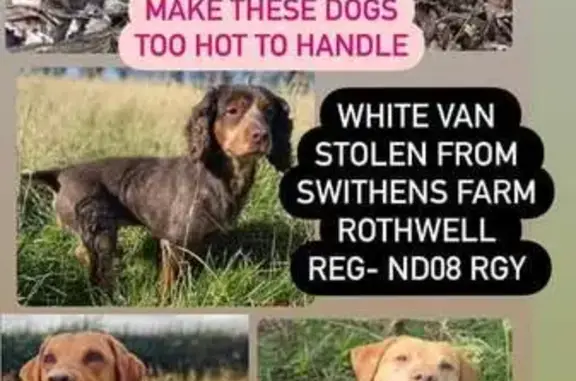 Lost Dogs Alert: 4 Beloved Pups Near A654 Rothwell