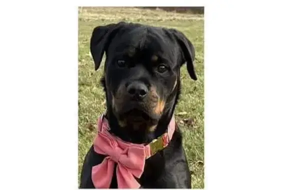 Lost Rottie! Pink Collar on White Horse Pike