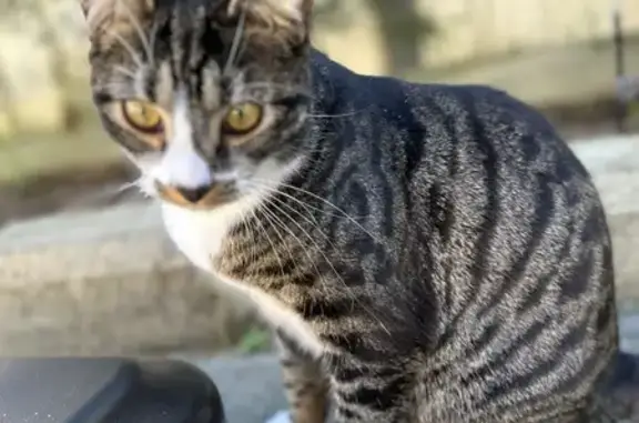 Lost Tabby Cat in Serpentine-Jarrahdale!