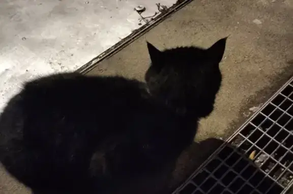 Chat noir trouvé à Rennes 2 - photo