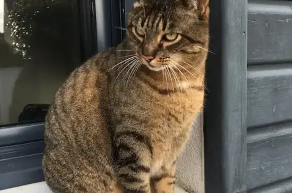 Animaux perdus Baden, photo: Chat âgé perdu à Baden