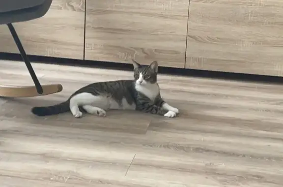 Animaux perdus Walscheid, photo: Chat Uno perdu à Walscheid
