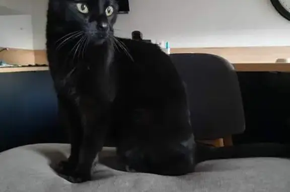 Animaux perdus Mions, photo: Chatte noire âgée perdue à Mions