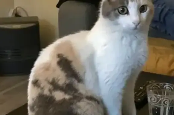 Animaux perdus , photo: Chatte de 11 ans perdue à Rambures