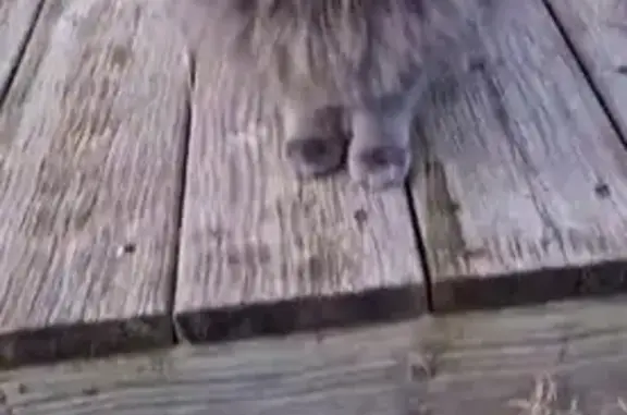 Animaux perdus Castres-Gironde, photo: Chatte Loup perdue à Castres-Gironde