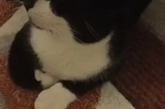 Chat jeune mâle trouvé à Mérignac - photo