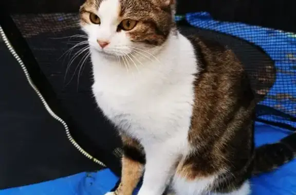 Chat trouvé à Auxonne, doux - photo