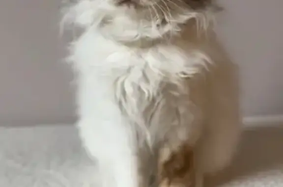 Chaton blanc-gris perdu à Argentan - photo