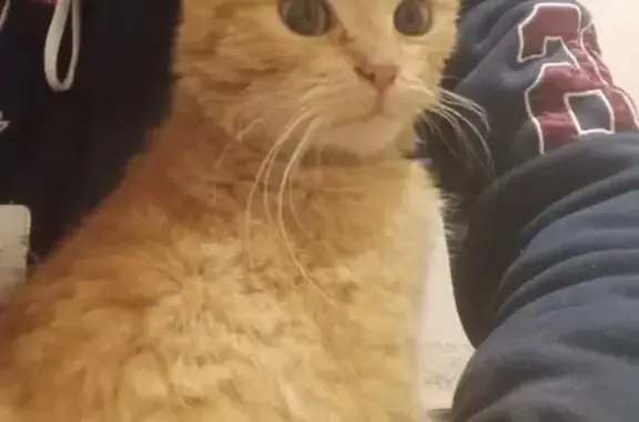 Animaux trouvés Chevanceaux, photo: Chaton sauvé: contactez-nous!