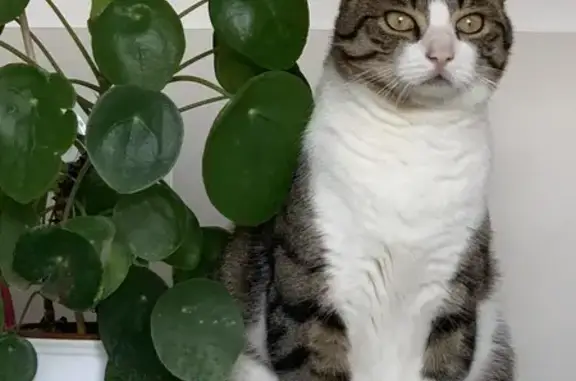 Chat perdu, Châteaubernard, photo: Chat tigré gris perdu à Châteaubernard