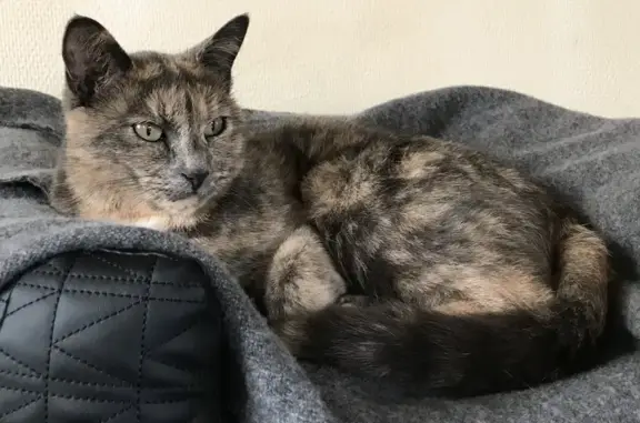 Chat perdu, , photo: Chatte écaille perdue à Talmay