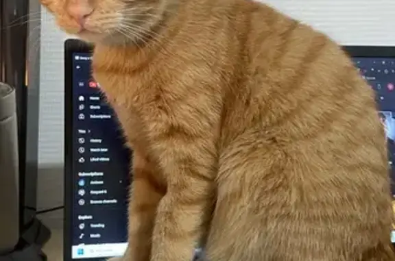 Chat perdu, Angers, photo: Avis de recherche: Paco, chat roux
