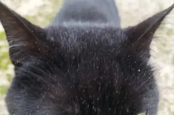 Chat noir trouvé à Fléville - photo
