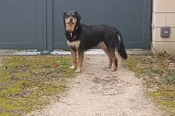 Chien perdu près poste Rosières - photo
