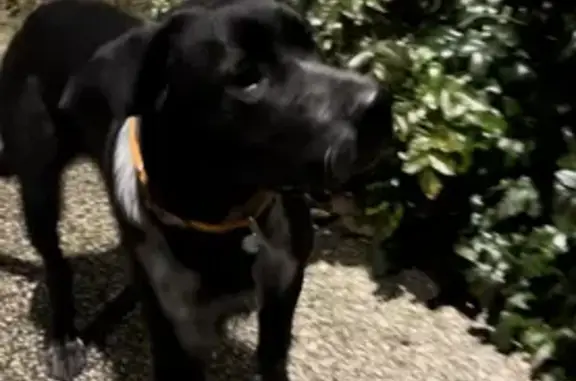 Chien épagneul breton perdu - photo