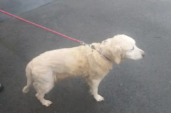 Chien trouvé , photo: Labrador crème trouvé à L'Absie