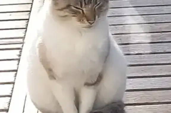 Animaux trouvés Agon-Coutainville, photo: Chat perdu à Agon-Coutainville